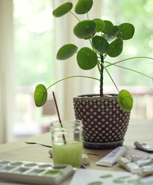 Pilea peperomioides green Living Nordic Butik Pilea peperomioides green Living Nordic Butik
