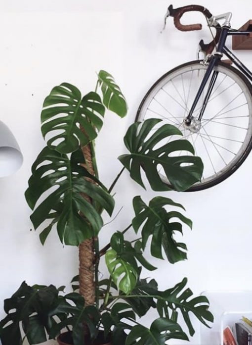 Pflanzen Monstera Houseplantclub Kommandorat Nordic Butik Pflanzen Monstera Houseplantclub Kommandorat Nordic Butik