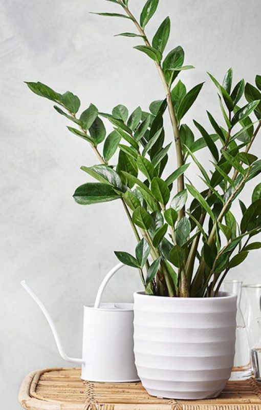 Zamioculcas Zimmerpflanzen Nordic Butik Zamioculcas Zimmerpflanzen Nordic Butik