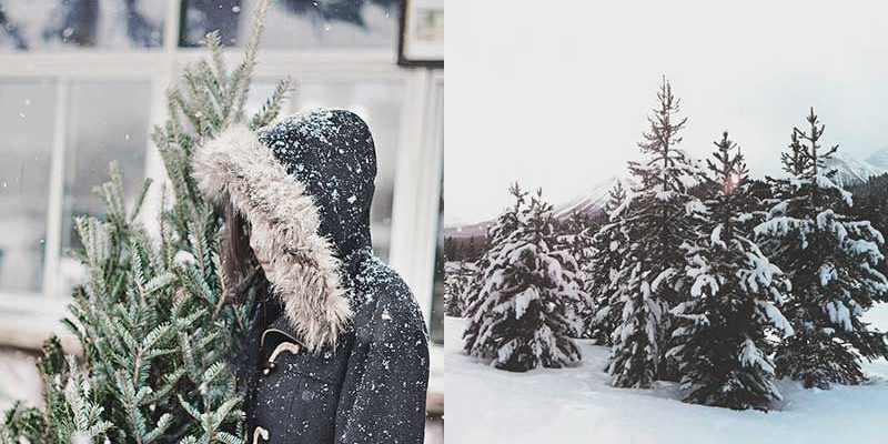 wp-weihnac5 Tipps für die Weihnachtsbaumpflege Nordic Butikhtsbaum-draussen 5 Tipps für die Weihnachtsbaumpflege Nordic Butik
